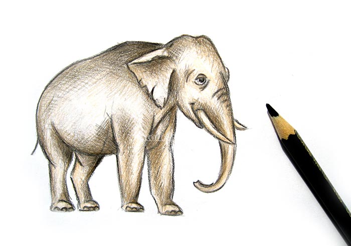 Рисовать слона ребенку 5 лет