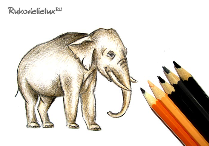 Рисовать слона ребенку 5 лет
