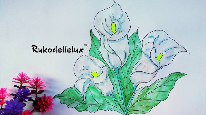 рисовать цветы каллы карандашами и краской акварелью